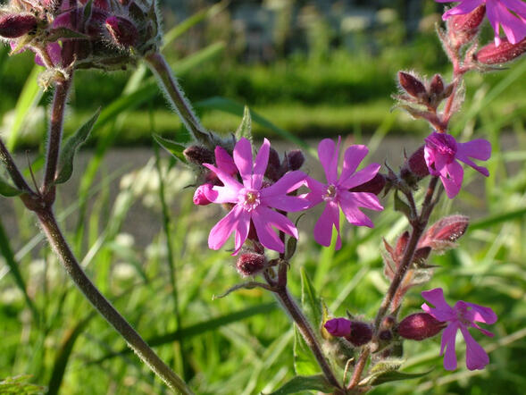 Wild Red Campion, by Doug Sutherland