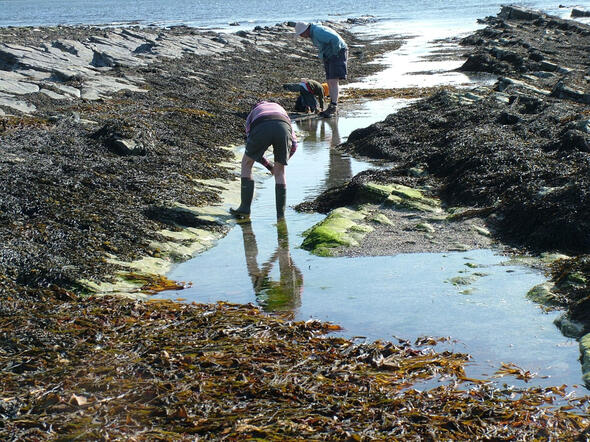 Groatie Buckies by Doug Sutherland